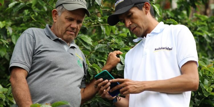 Dos caficultores revisando información desde un teléfono móvil en una plantación de café.